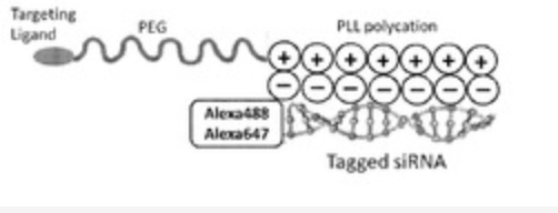 Novel Biodegradable Fluorescent Nanoparticles for Early Detection of Pancreatic Cancer