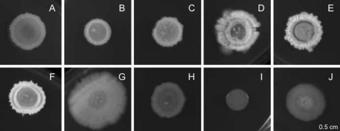 Sporeforming probiotic strains for aquaculture