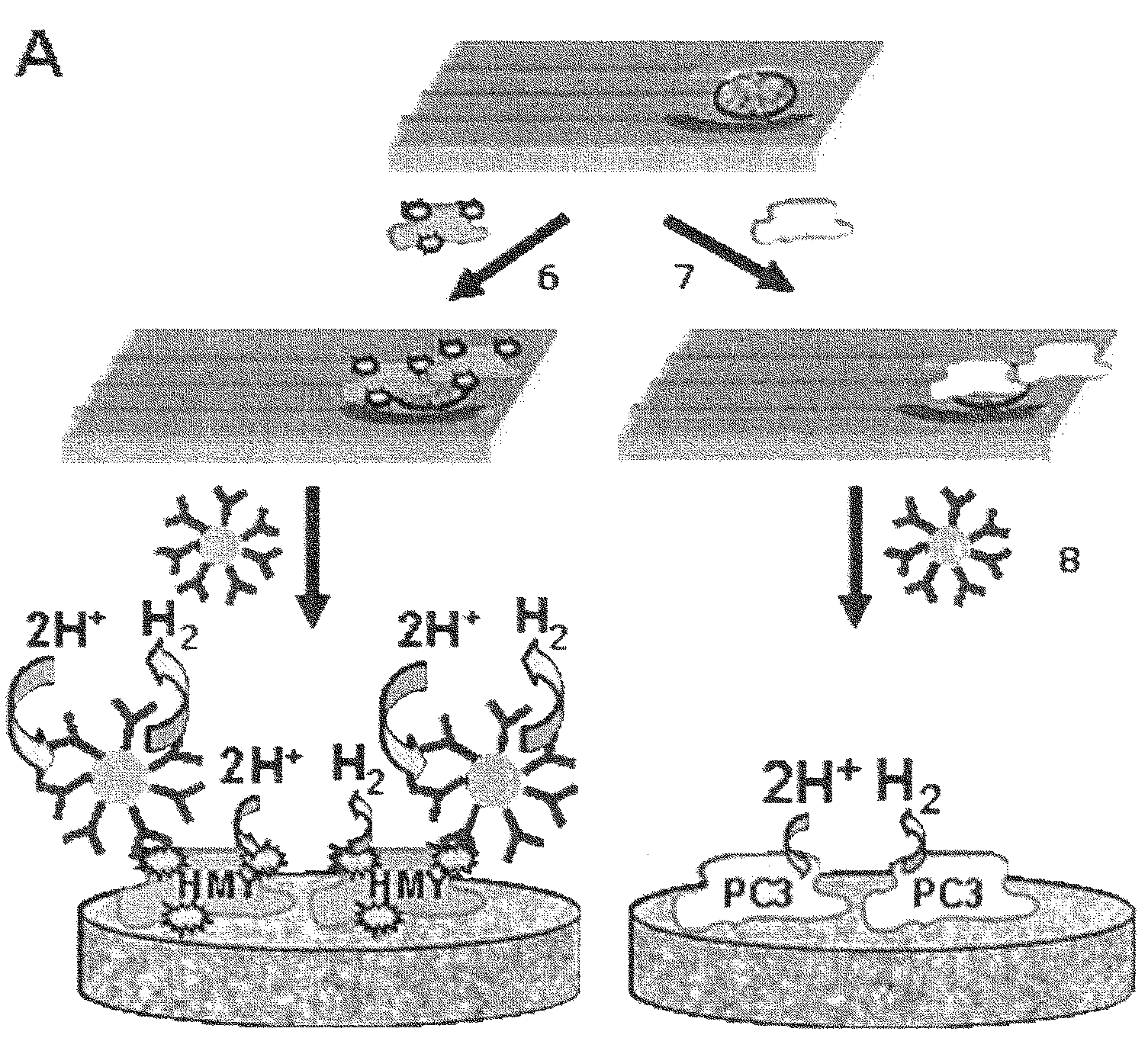 Method for cell identification and quantification with gold nanoparticles through hydrogen ion reduction