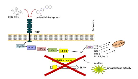 Small Molecules Antagonists Of Toll Like Receptor 9 For Treatment Of viral infections, dermatologic, autoimmune and inflammatory d[…]
