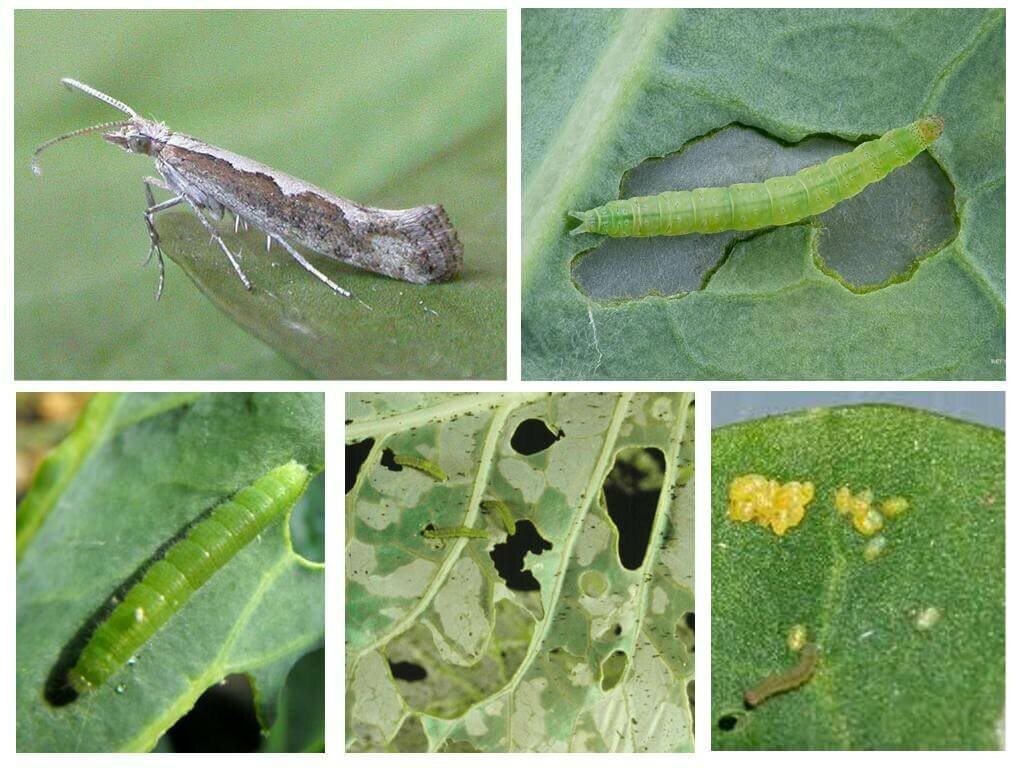 Seeking diamondback Moth (DM) Control Technologies