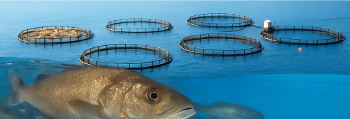 New Hydrolysates to control infections, methods and uses thereof