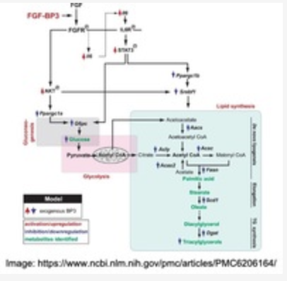 Fibroblast Growth Factor Binding Protein 3 (FGFBP3) therapy to treat Diabetes and Obesity
