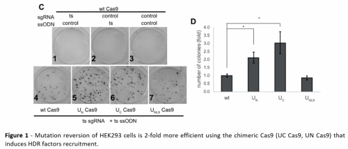 Higher Efficiency of CRISPR Gene Editing Using Chimeric Cas9