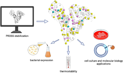 Hyperstable Serum Albumin Variants for Microbial Mass Production
