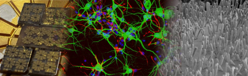 SUBSTRATES FOR THE CULTURE AND STIMULATION OF NEURAL CELLS